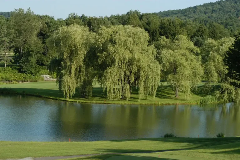 Lübnan Vize Başvurusu: Bilmeniz Gerekenler