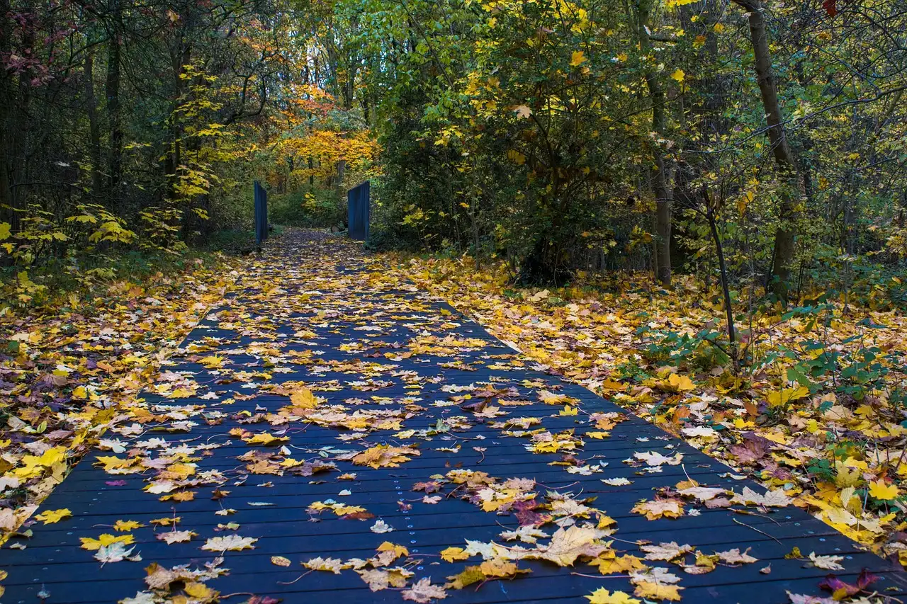 Sonbahar Ekinoksu ile İçsel Dengeyi Yakalayın