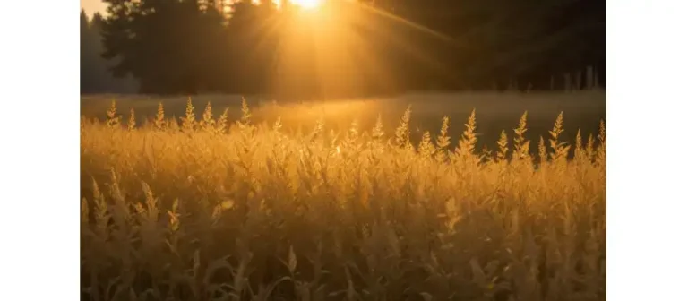 Bozcaada Nerede? Çanakkale’nin Saklı Cenneti
