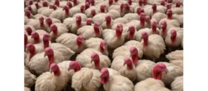 Fethiye’de Konaklama Bölgeleri: Nerede Kalınır?