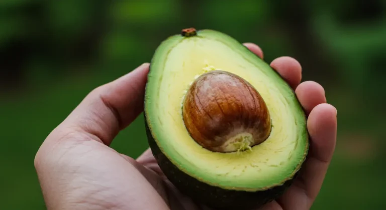 Avokado: Sağlıklı Yaşam Tarzının Vazgeçilmez Destekçisi