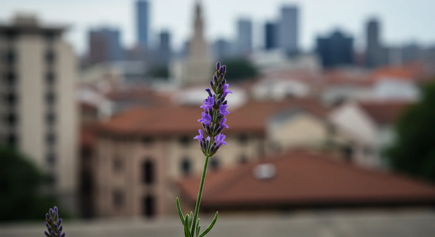 Lavanta Sözleri: Morun Büyülü Dokunuşuyla Ruhunuza Huzur